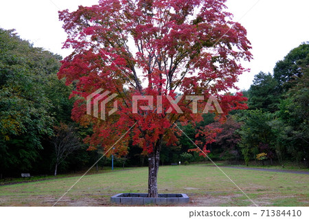 Autumn leaves surrounded by greenery in the park Autumn leaves surrounded by greenery in the park 71384410