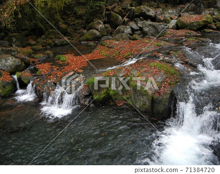 River scenery in Japan: Kikuchi River and autumn leaves in Kikuchi Valley, Kumamoto Prefecture River scenery in Japan: Kikuchi River and autumn leaves in Kikuchi Valley, Kumamoto Prefecture 71384720