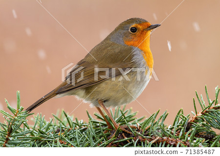 European robin sitting on tree needles during snowing. 71385487