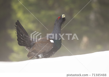 Western capercaillie lekking on snowy meadow in winter 71385488