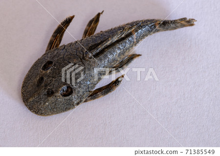 Dead Armored Catfish 71385549