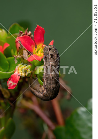 Caterpillar eating a red flower Caterpillar eating a red flower 71385551