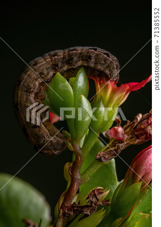 Caterpillar eating a red flower Caterpillar eating a red flower 71385552