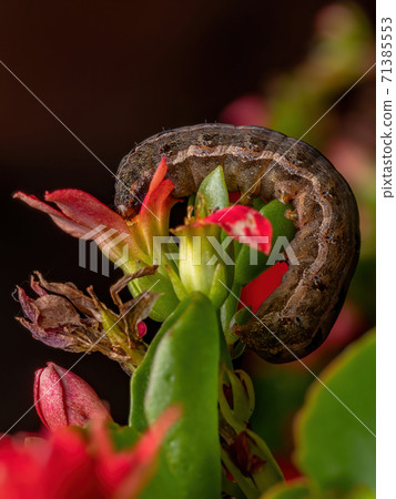 Caterpillar eating a red flower Caterpillar eating a red flower 71385553