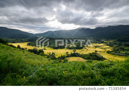 The beautiful scenery of the golden terraced rice field in Khun Pae, Chiang Mai, Thailand. 71385854