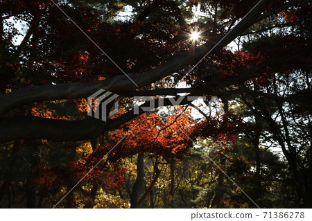 Hanyang, Doseong, Sunseong-gil, Bukhansan, Bohyeonbong, Autumn 71386278