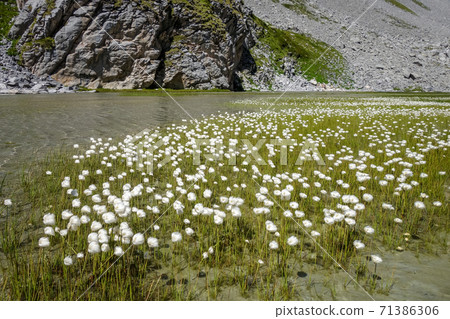 Alpine Linaigrette flower on the cow lake, Vanoise national Park, France 71386306