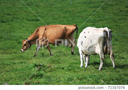 Jersey cow / Holstein cow 71387076