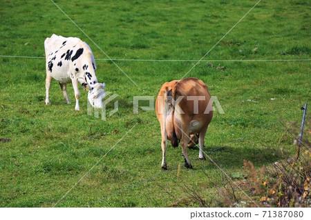 澤西牛/荷斯坦奶牛 澤西牛/荷斯坦奶牛 71387080