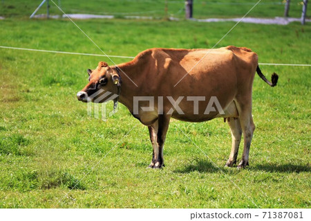Jersey cattle 71387081