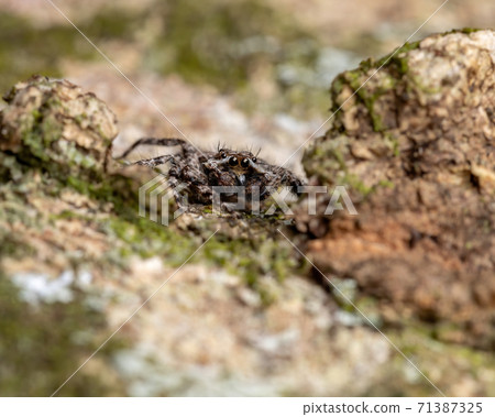 jumping spider on a tree trunk 71387325