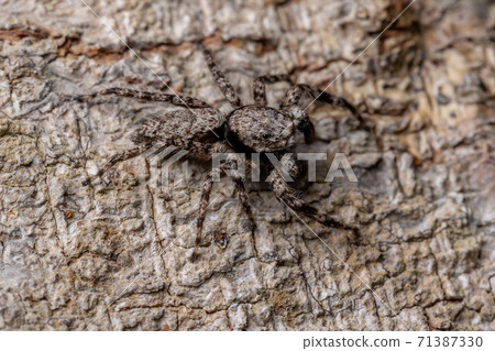 jumping spider on a tree trunk jumping spider on a tree trunk 71387330