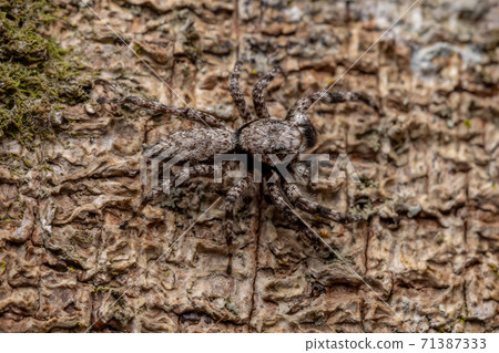 jumping spider on a tree trunk 71387333