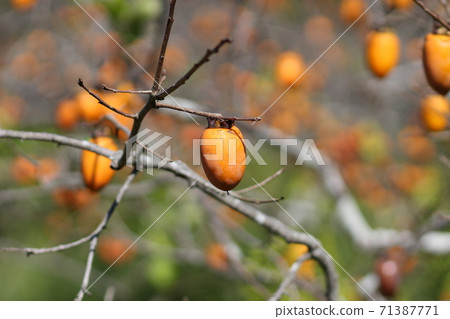 Brush persimmon persimmon 71387771