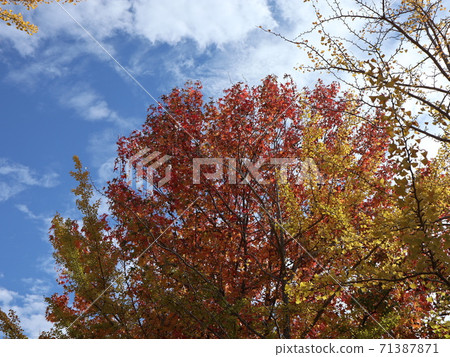 5 minutes from Seishin Chuo Subway Station Seishin Central Park, Park Autumn Leaves 5 minutes from Seishin Chuo Subway Station Seishin Central Park, Park Autumn Leaves 71387871