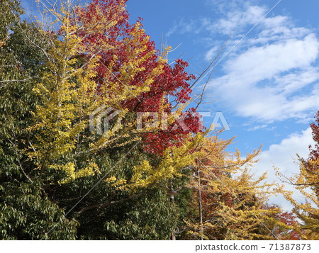 西金中央公園，離地下鐵西金中央站步行5分鐘，公園秋葉 71387873