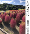 Landscape photography of Kokia 71387894
