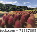 Landscape photography of Kokia 71387895