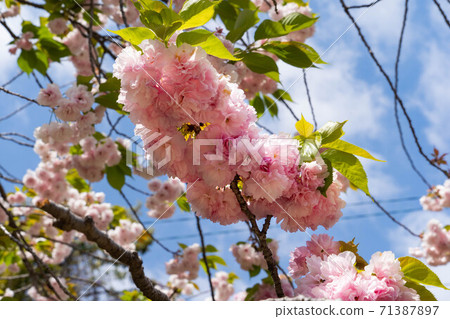 Yae Sakura in full bloom 71387897