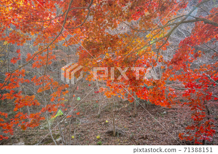 Kangchunsan, Sunchang-gun, Jeonbuk Kangchunsan, Sunchang-gun, Jeonbuk 71388151