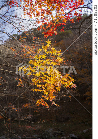 Kangchunsan, Sunchang-gun, Jeonbuk 71388202