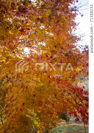 Kangchunsan, Sunchang-gun, Jeonbuk 71388232