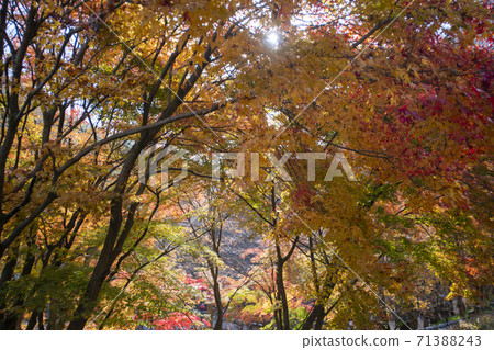 Kangchunsan, Sunchang-gun, Jeonbuk 71388243