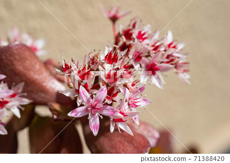在花園裡盛開的花月花 71388420
