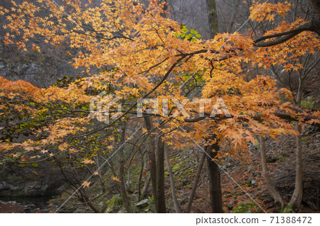 Kangchunsan，Sunchang-gun，Jeonbuk 71388472