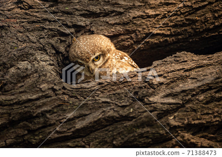 spotted owlet or Athene brama perched on a textured dead tree trunk in his nest at keoladeo ghana national park or bharatpur bird sanctuary rajasthan india 71388473