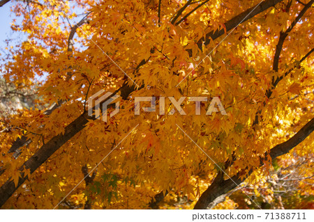 Kangchunsan，Sunchang-gun，Jeonbuk 71388711