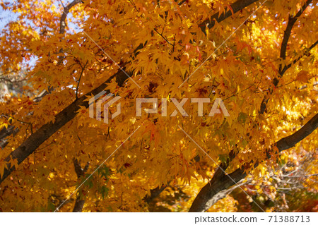 Kangchunsan，Sunchang-gun，Jeonbuk 71388713
