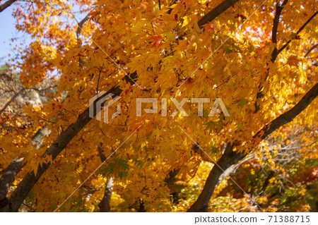 Kangchunsan，Sunchang-gun，Jeonbuk 71388715