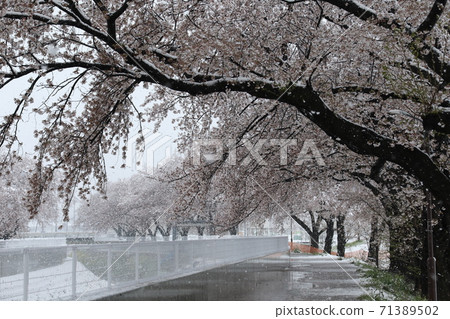 2020年3月29日盛開的櫻花和下雪的日子櫻花藏起來 71389502
