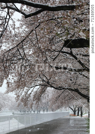 2020年3月29日盛開的櫻花和下雪的日子櫻花藏起來 71389505