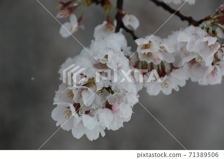 2020年3月29日盛開的櫻花和下雪的日子櫻花藏起來 71389506