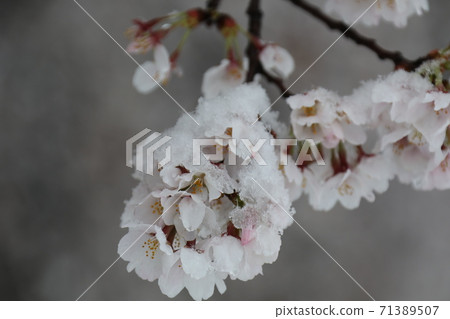 2020年3月29日盛開的櫻花和下雪的日子櫻花藏起來 2020年3月29日盛開的櫻花和下雪的日子櫻花藏起來 71389507