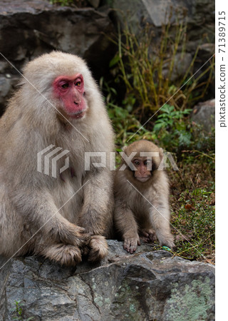 Cute monkey parent and child 71389715