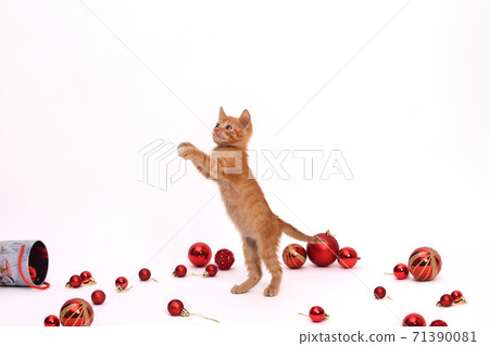 Red playful kitten stands on its hind legs on a white background, red Christmas balls are lying around. Red playful kitten stands on its hind legs on a white background, red Christmas balls are lying around. 71390081