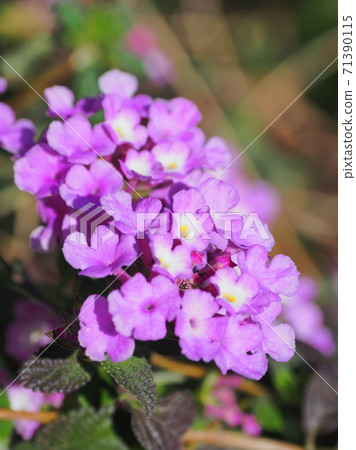Lantana (Trailing lantana) Lantana (Trailing lantana) 71390115