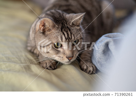 Cute hunter Sabatra cat Cute hunter Sabatra cat 71390261
