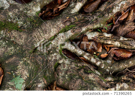 Fallen leaves Fallen leaves 71390265