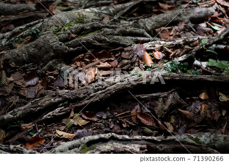 落葉 落葉 71390266