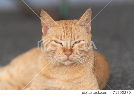 Relaxing cat tea tabby cat 71390270