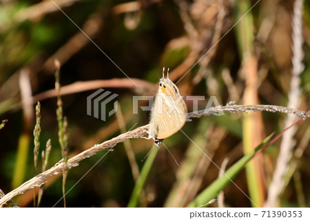 昆蟲：蝴蝶：Uranami Shijimi：花卉：野花：河床 71390353