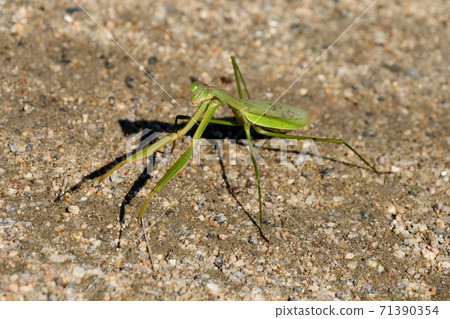 昆蟲：秋季昆蟲：螃蟹。 Kamakiri：河床 71390354