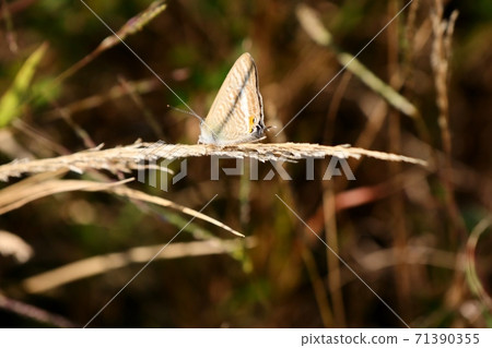 昆蟲：蝴蝶：Uranami Shijimi：花卉：野花：河床 71390355