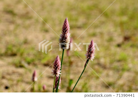 Autumn wildflowers: Wildflowers: Nogeito: Riverbed Autumn wildflowers: Wildflowers: Nogeito: Riverbed 71390441