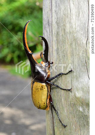 Hercules Hercules Hercules Hercules 71390499