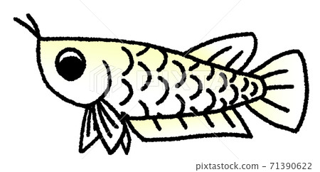 金龍魚的眼睛朝下(黃色白色) 金龍魚的眼睛朝下(黃色白色) 71390622